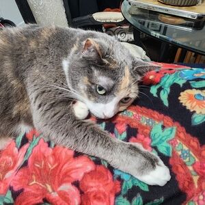 Private SALE BRI - Not For Sale